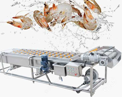 shrimp grading conveyor system in gujarat